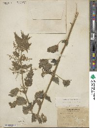 Urtica dioica image