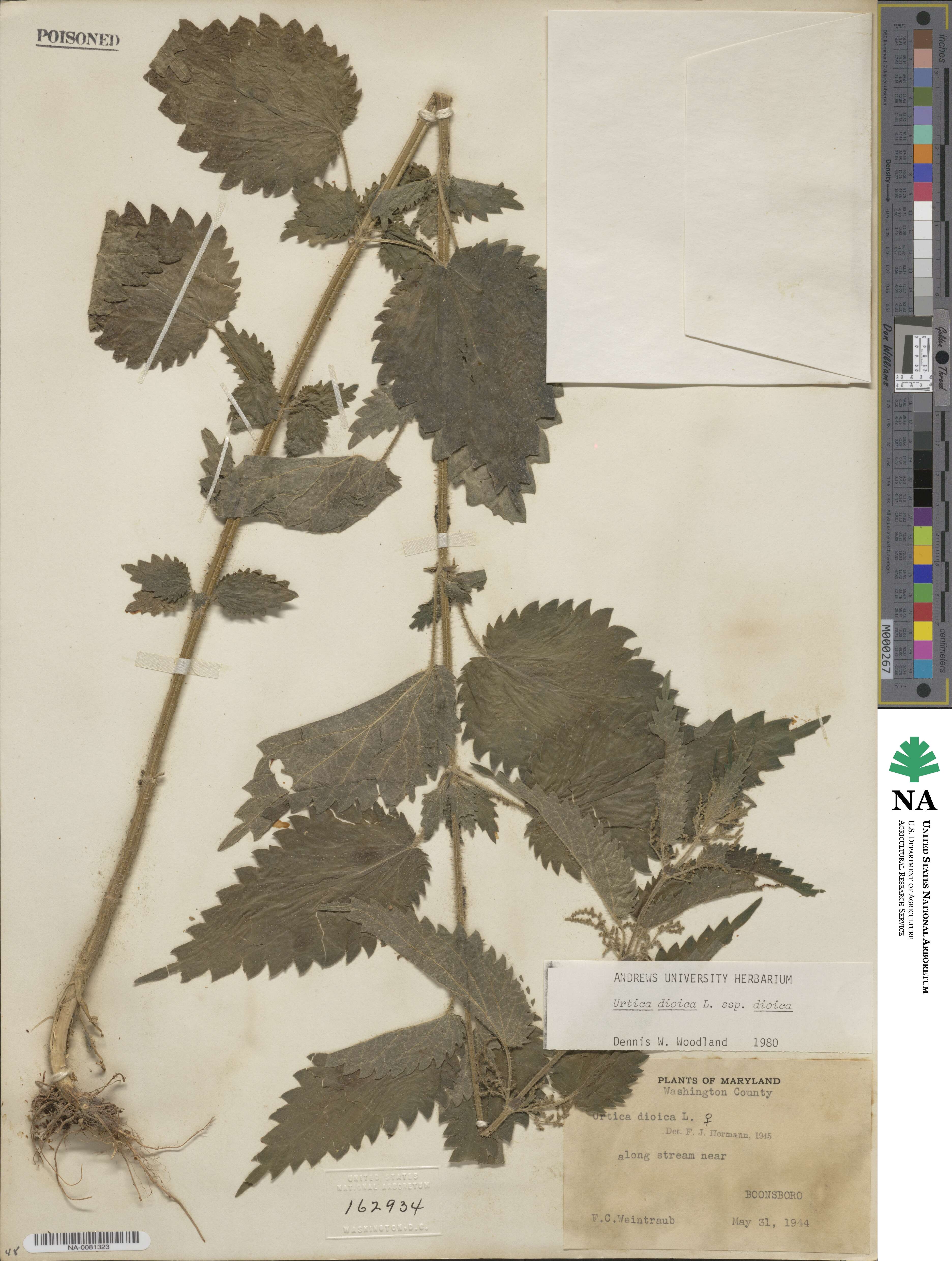Urtica dioica subsp. dioica image