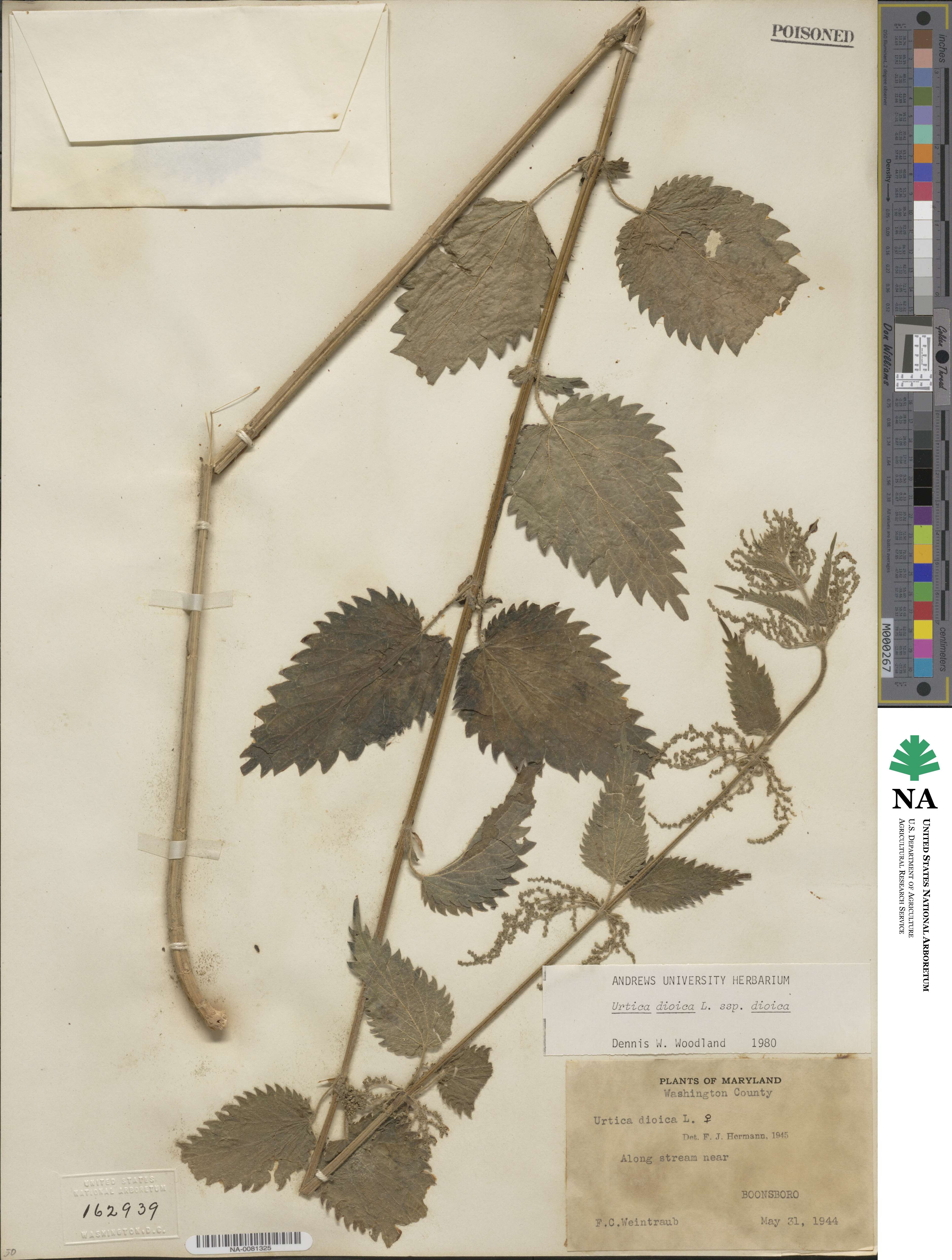Urtica dioica image