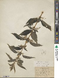 Urtica gracilis image