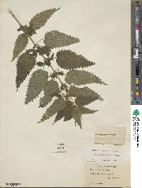 Urtica dioica image