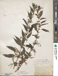 Urtica gracilis image