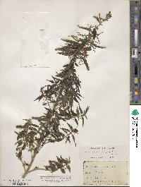 Urtica gracilis image