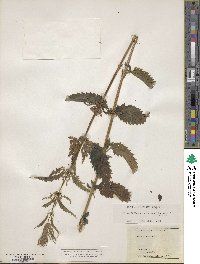 Urtica gracilis image