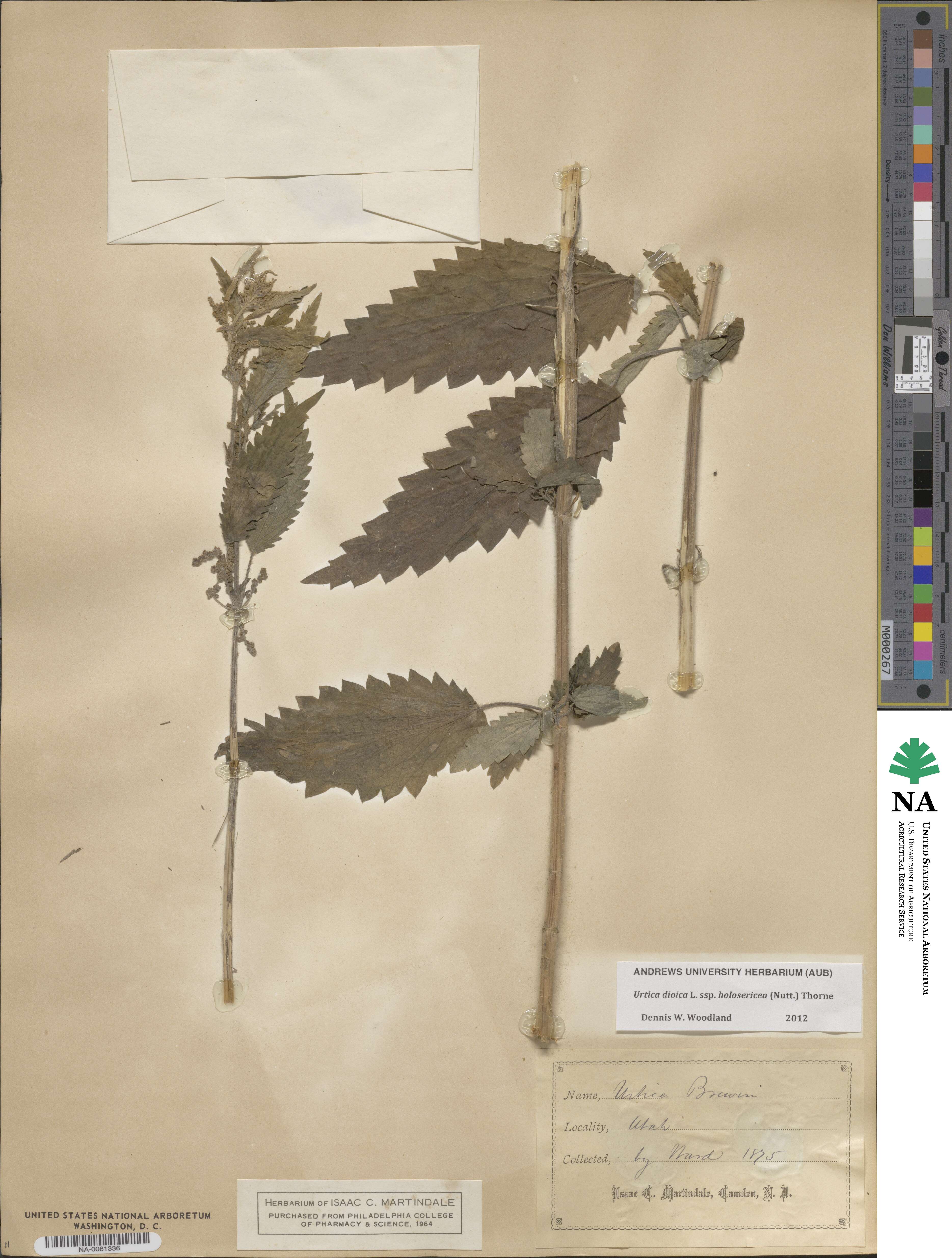 Urtica gracilis subsp. holosericea image