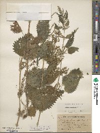 Urtica gracilenta image