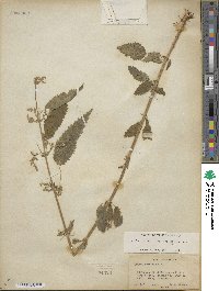 Urtica gracilis subsp. holosericea image