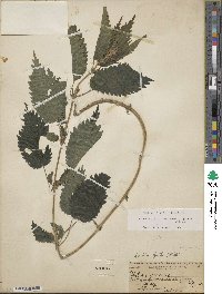 Urtica gracilis subsp. gracilis image