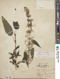 Urtica gracilis image