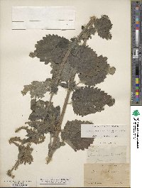 Urtica gracilis image