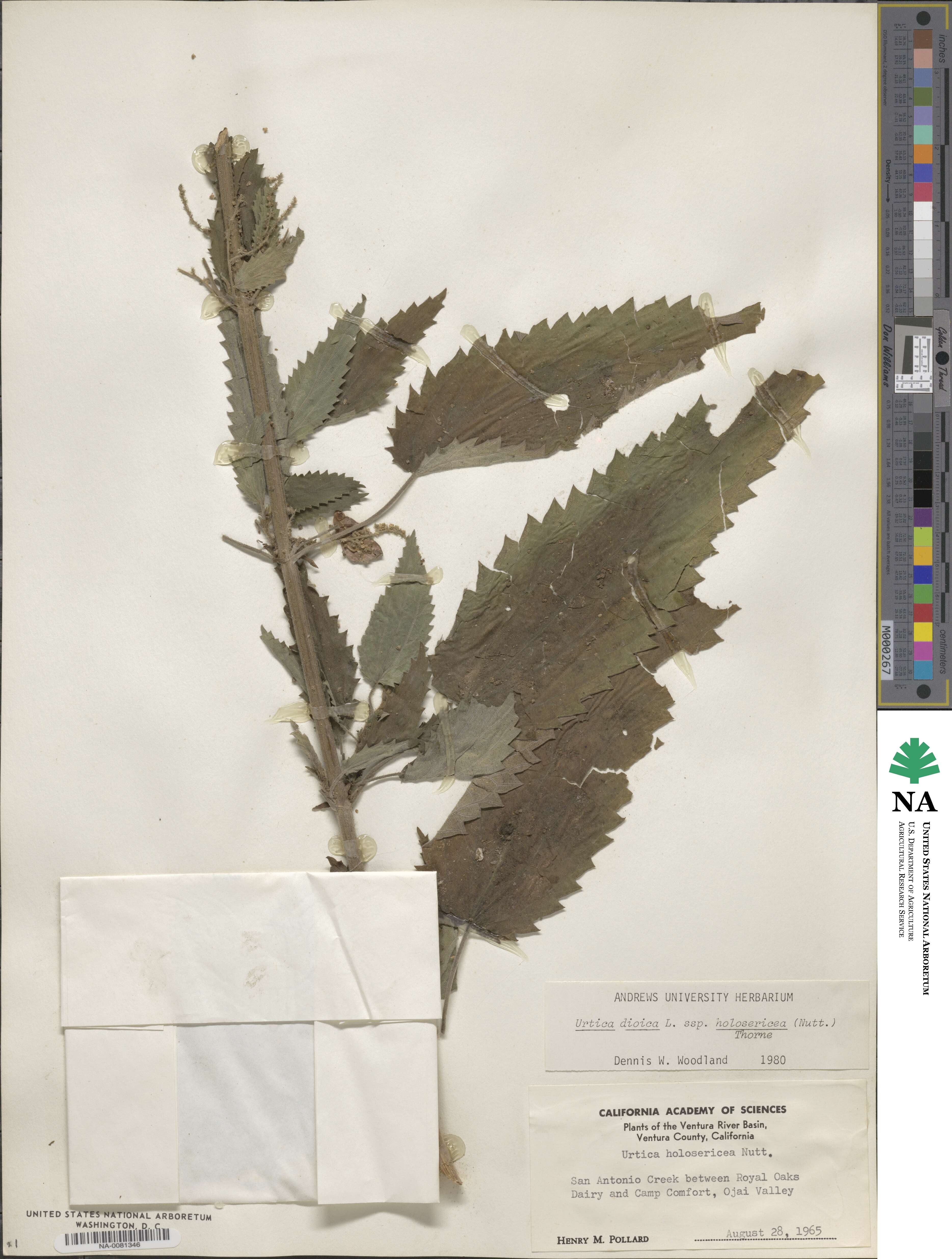 Urtica gracilis subsp. holosericea image