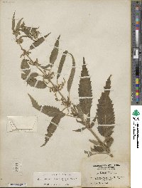 Urtica gracilis subsp. holosericea image