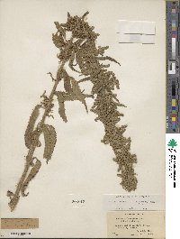 Urtica gracilis subsp. holosericea image