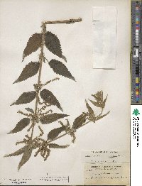 Urtica gracilis subsp. holosericea image