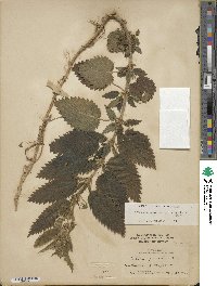 Urtica gracilis image