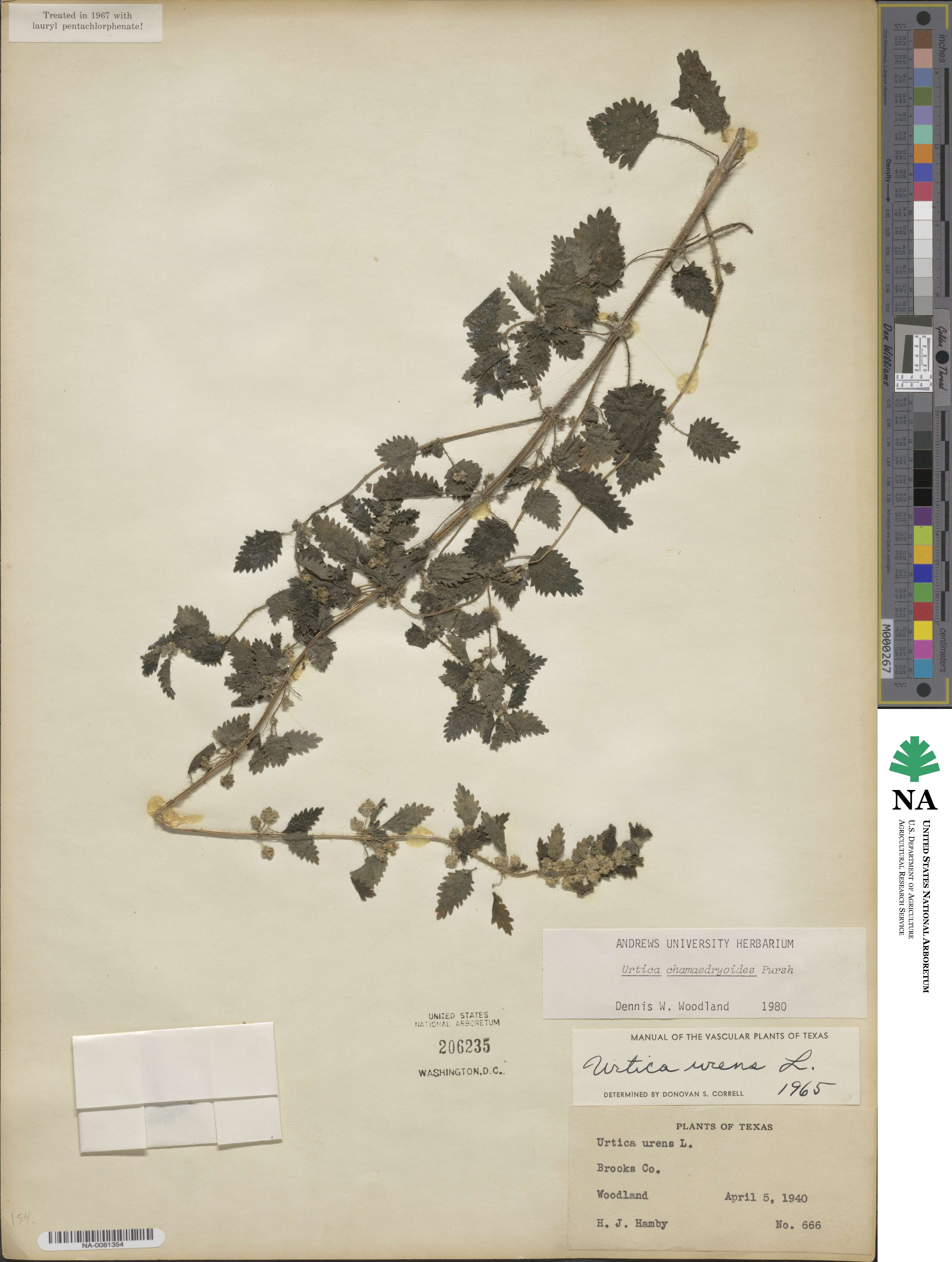 Urtica chamaedryoides image