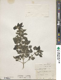 Urtica chamaedryoides image