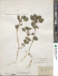 Urtica urens image