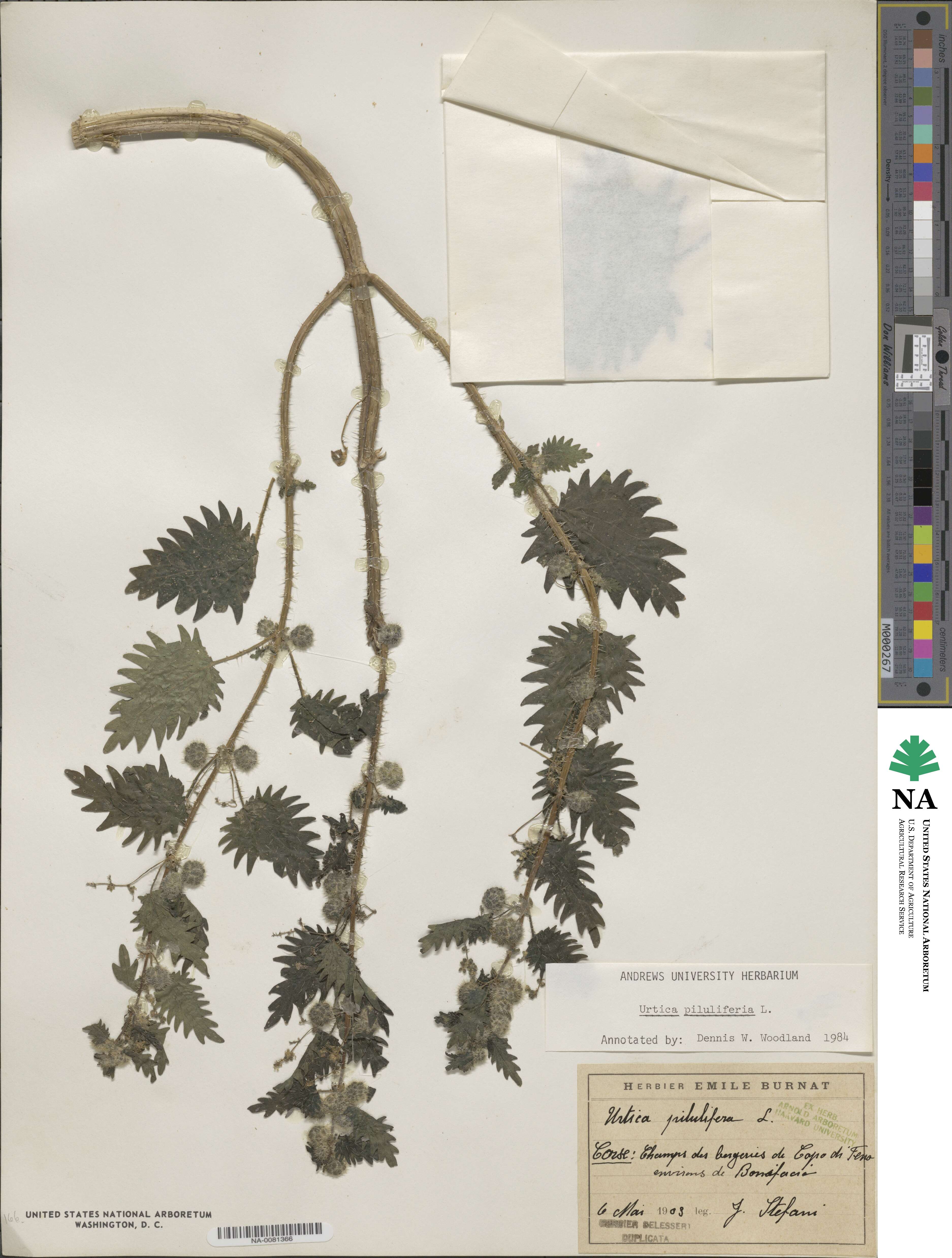 Urtica pilulifera image