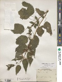 Urtica dioica image