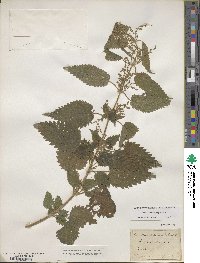 Urtica dioica subsp. dioica image