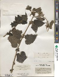 Urtica dioica subsp. dioica image