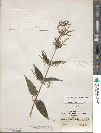 Urtica dioica image