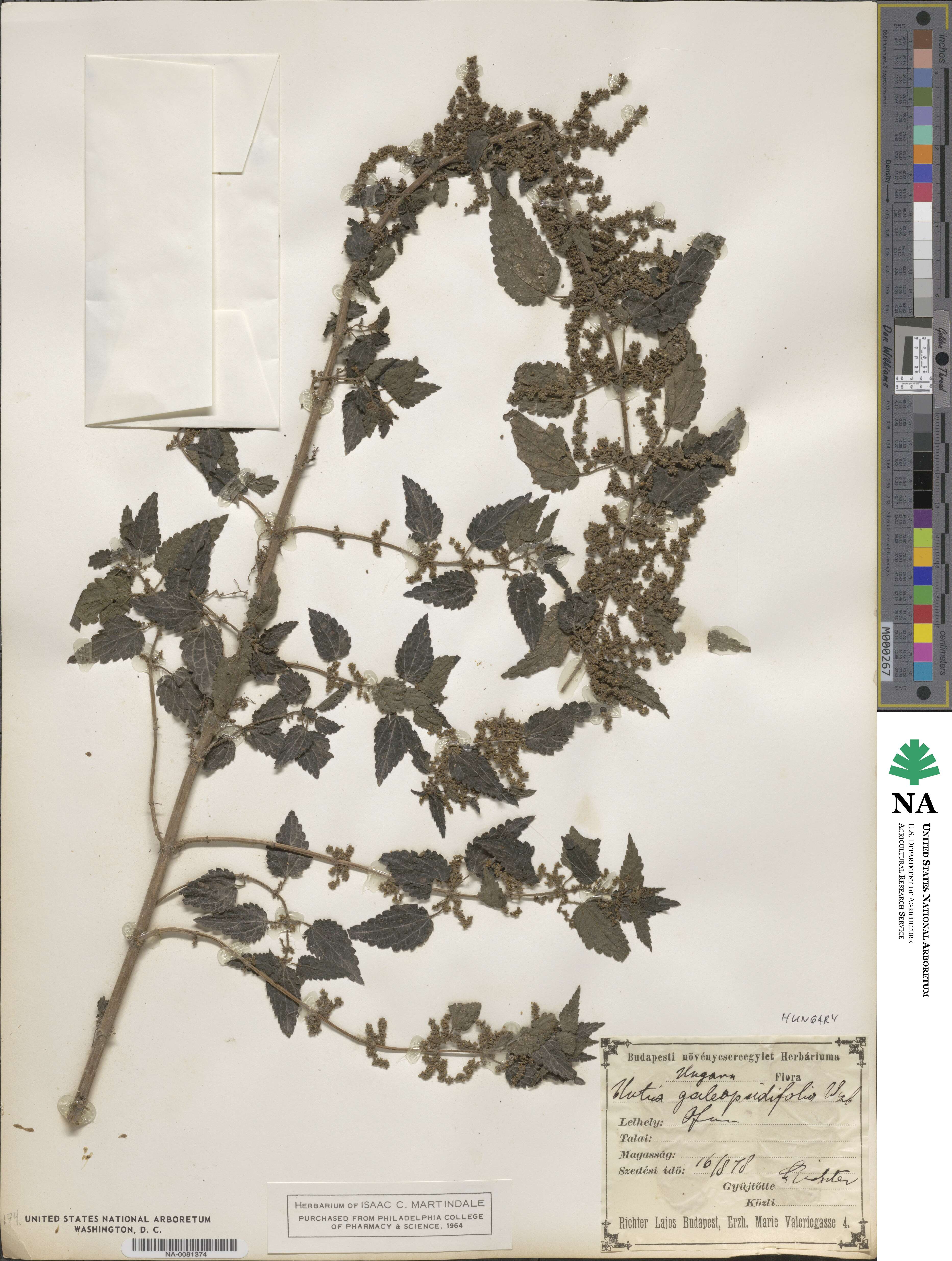 Urtica dioica subsp. pubescens image