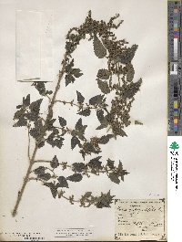 Urtica dioica subsp. pubescens image