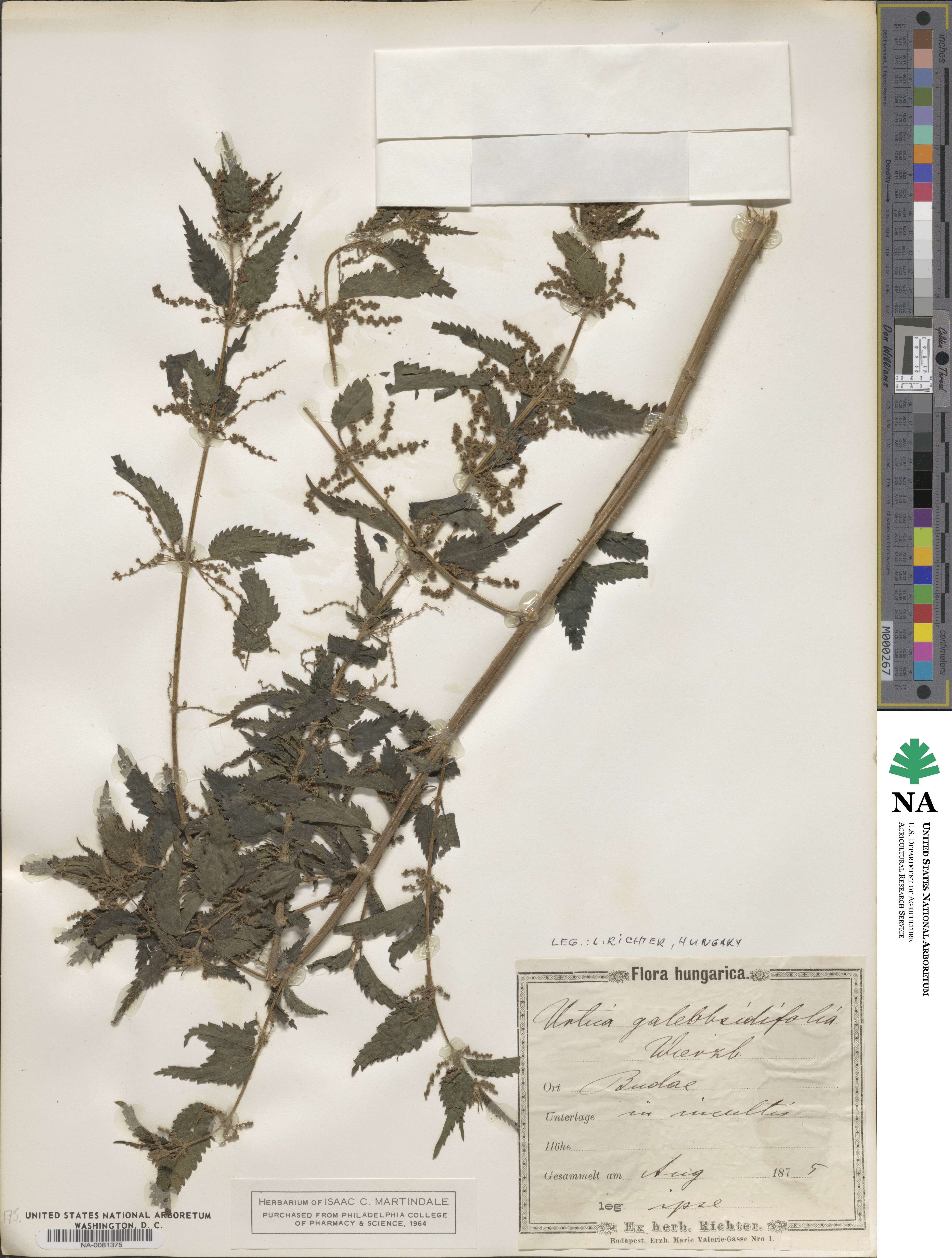 Urtica dioica subsp. pubescens image