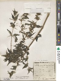 Urtica dioica subsp. pubescens image