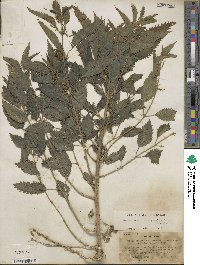 Urtica gracilis image