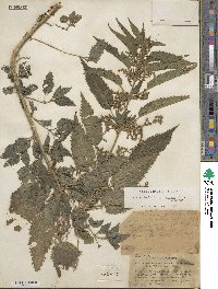 Urtica gracilis subsp. gracilis image