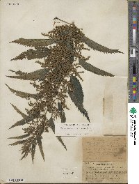 Urtica gracilis subsp. gracilis image