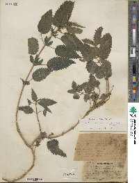 Urtica gracilis subsp. gracilis image