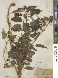 Urtica gracilis image