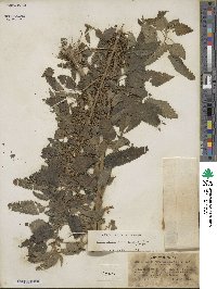 Urtica gracilis subsp. gracilis image