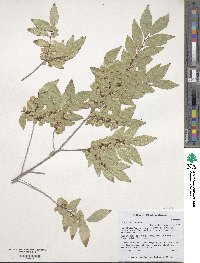 Ulmus parvifolia image