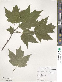 Acer rubrum image