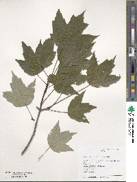 Acer rubrum image