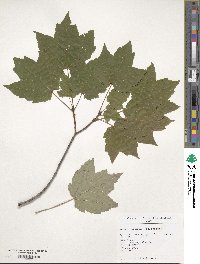 Acer rubrum image