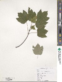 Acer rubrum image