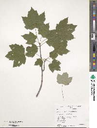 Acer rubrum image