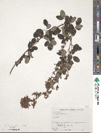 Lespedeza bicolor image