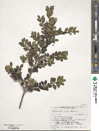 Ilex crenata var. radicans image