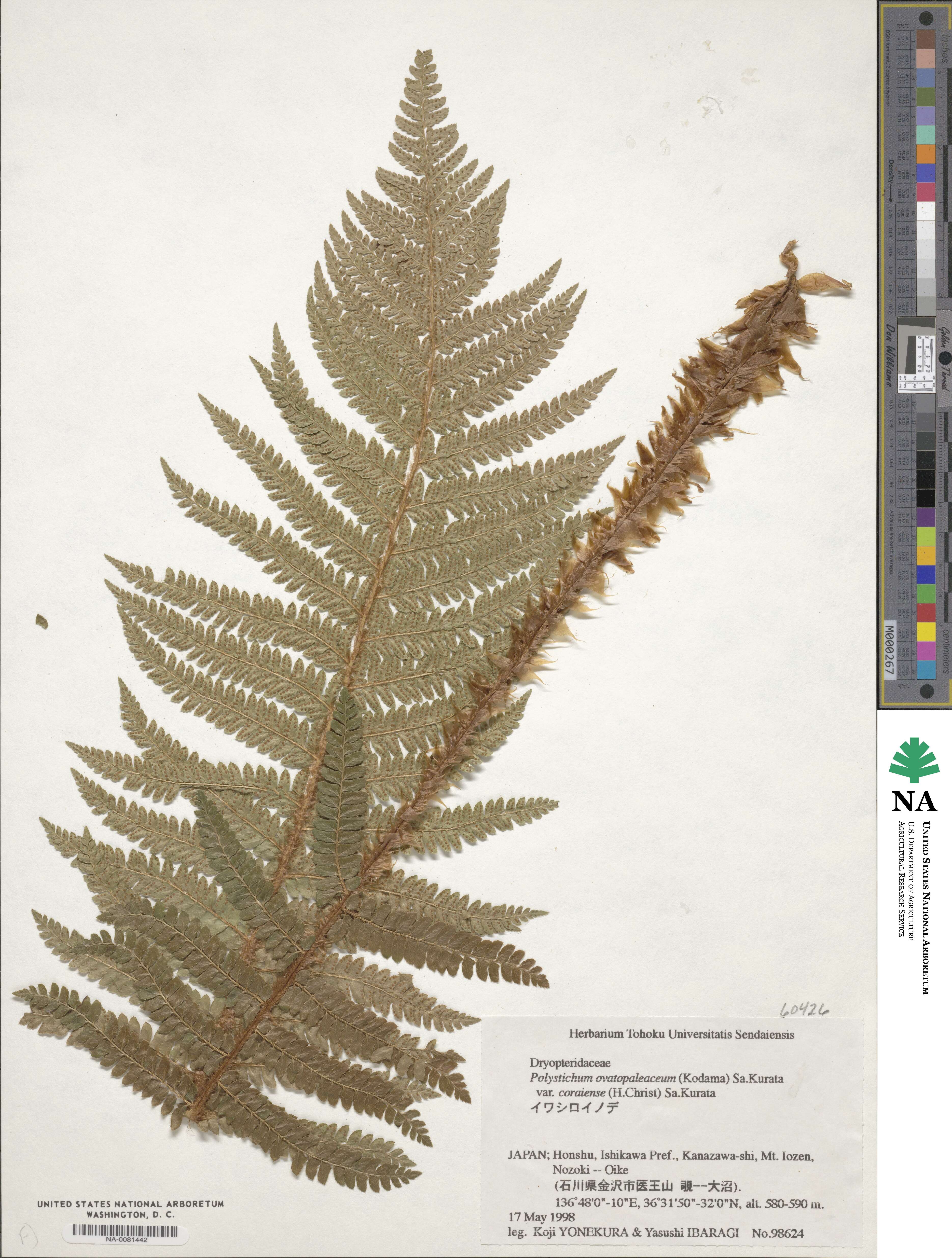 Polystichum ovatopaleaceum image