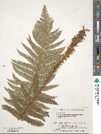 Polystichum ovatopaleaceum var. coraiense image