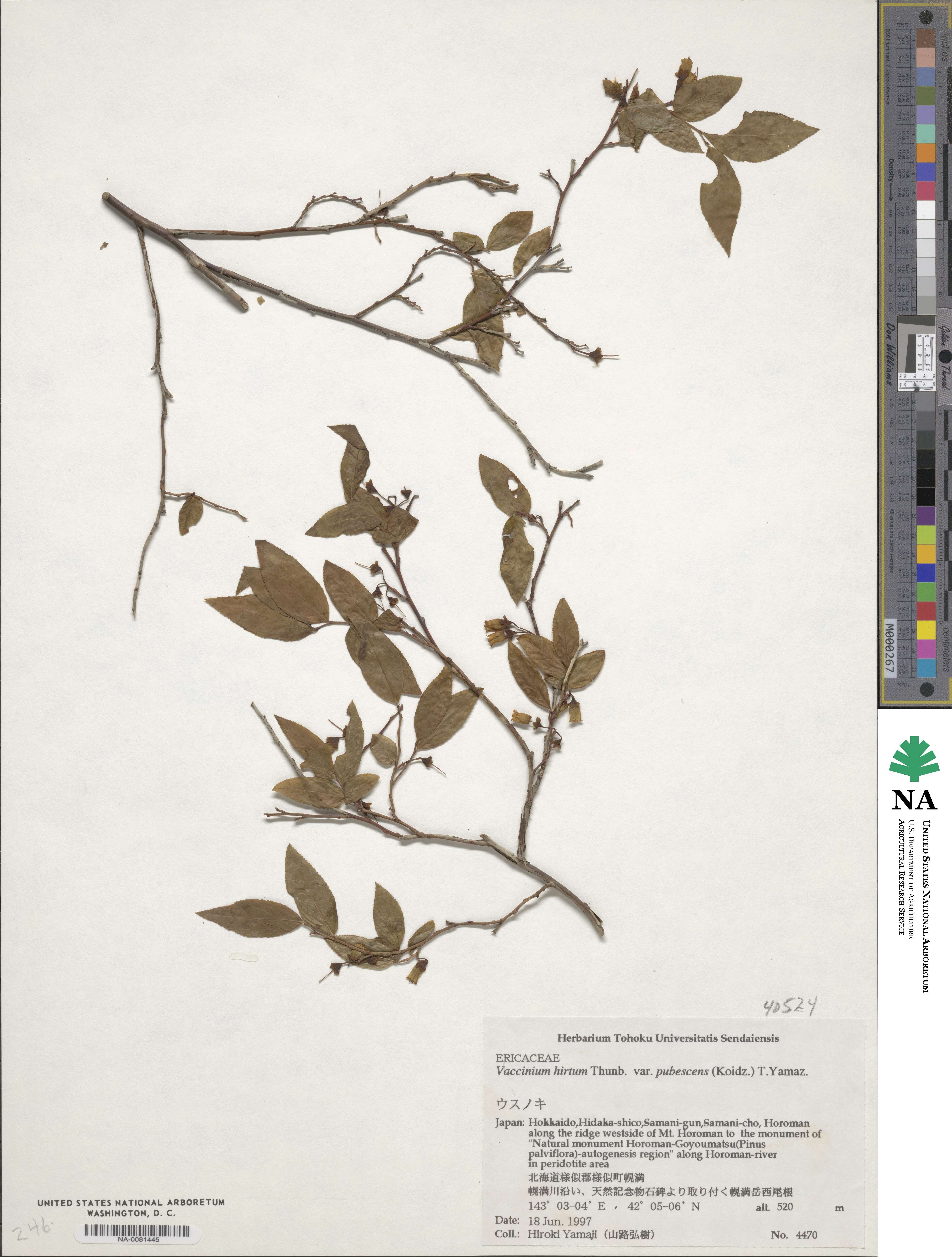 Vaccinium hirtum var. pubescens image