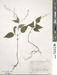 Circaea erubescens image