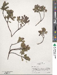 Arctostaphylos uva-ursi image